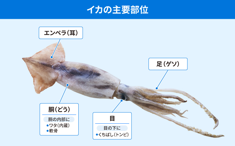 イカの主要部位の名称