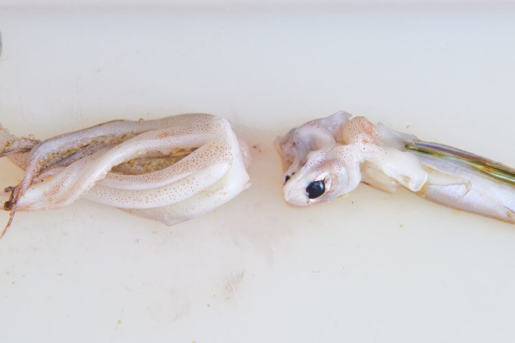 足とワタがつながっている部分を切り離す