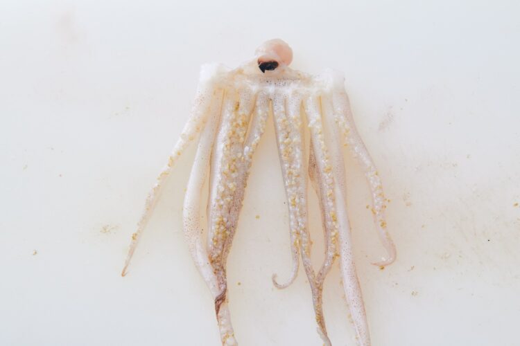 足を開いて中央部分を見ると、硬いくちばしがある