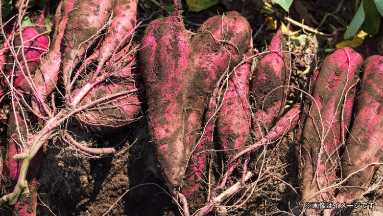 紅芋イメージ