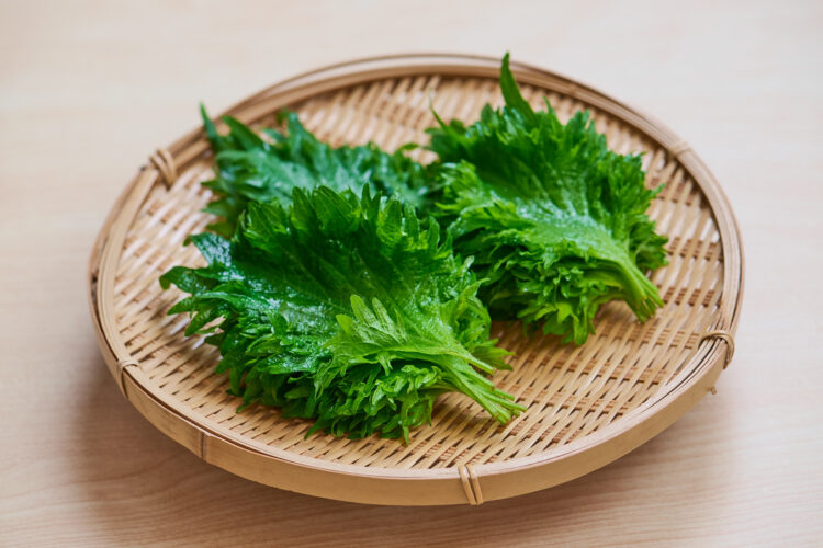 大葉の主要な栄養素