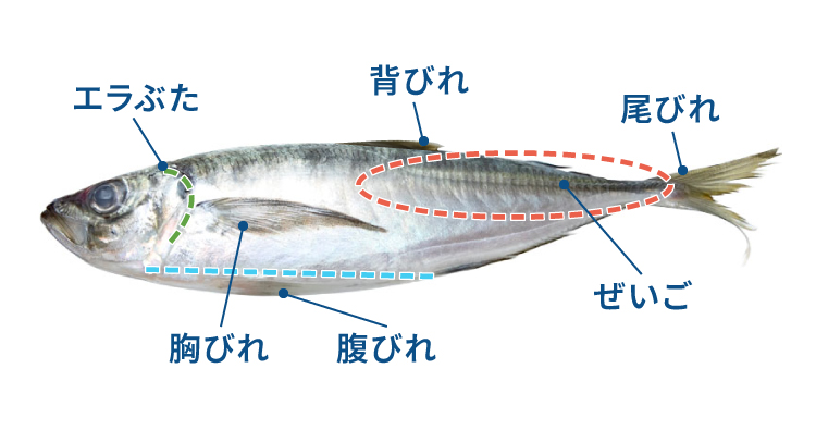 アジの全体構造