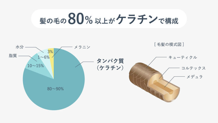 髪の毛は3層で構成